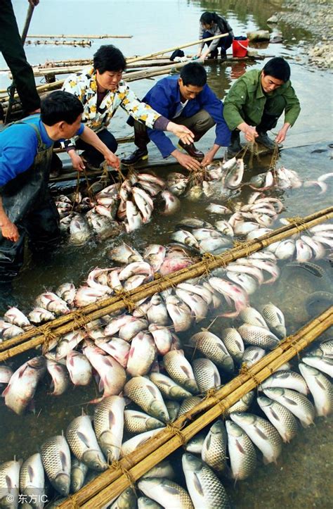 壓頂 魚離開水